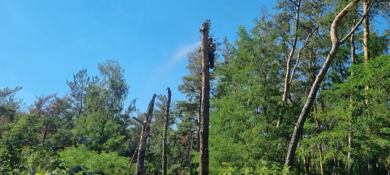 Видаляють пошкоджені обстрілами дерева з кладовища комунальники Харкова